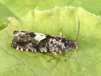 Pammene argyrana Hb. adulte - Philippe Mothiron