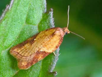 Acleris aspersana Hb. adulte - ©Patrick Clement