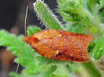 Acleris aspersana Hb. adulte - Friedmar Graf