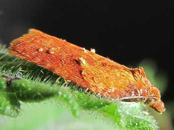 Acleris aspersana Hb. adulte - ©Friedmar Graf