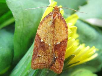 Acleris aspersana Hb. adulte - Friedmar Graf