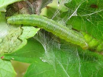  Chenille de Acleris aspersana Hb. - ©Friedmar Graf