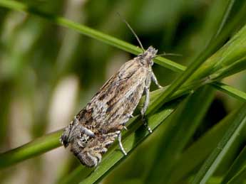 Eucosma aspidiscana Hb. adulte - ©Jean-Pierre Lamoline