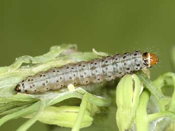  Chenille de Cnephasia asseclana D. & S. - ©Jrg Schmid