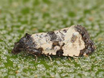 Cochylis atricapitana Stph. adulte - ©Lionel Taurand