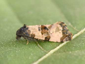 Cochylis atricapitana Stph. adulte - ©Philippe Mothiron