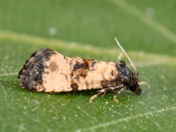 Cochylis atricapitana Stph. adulte - Philippe Mothiron