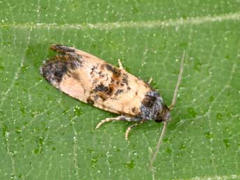 Cochylis atricapitana Stph. adulte - Philippe Mothiron