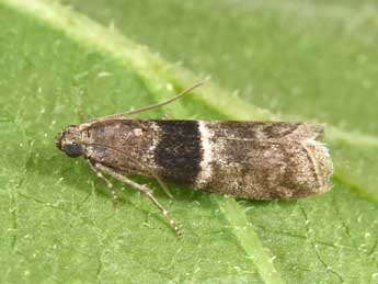 Elegia atrifasciella Rag. adulte - Philippe Mothiron