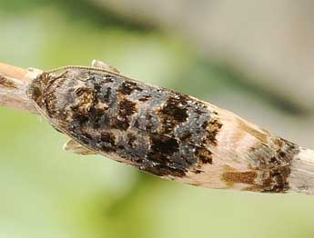 Metendothenia atropunctana Zett. adulte - Friedmar Graf