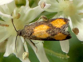 Pammene aurana F. adulte - Jean-Pierre Lamoline