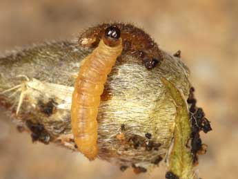  Chenille de Grapholita aureolana Tengst. - ©Jrg Schmid