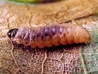  Chenille de Pammene aurita Raz. - ©Philippe Mottet