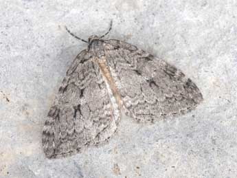 Epirrita autumnata Bkh. adulte - Philippe Mothiron