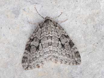Epirrita autumnata Bkh. adulte - Philippe Mothiron