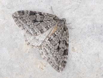 Epirrita autumnata Bkh. adulte - Philippe Mothiron