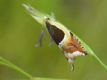 Ancylis badiana D. & S. adulte - ©Jean-Pierre Lamoline