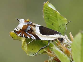 Ancylis badiana D. & S. adulte - ©Lionel Taurand