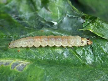  Chenille de Ancylis badiana D. & S. - ©Patrick Clement