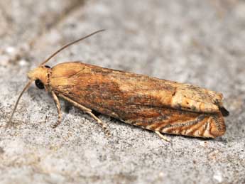 Eucosma balatonana Osth. adulte - ©Paolo Mazzei