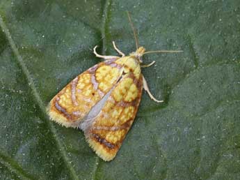 Acleris bergmanniana L. adulte - ©Lionel Taurand