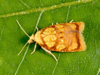 Acleris bergmanniana L. adulte - ©Philippe Mothiron