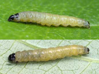  Chenille de Acleris bergmanniana L. - Patrick Clement