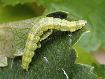  Chenille de Apotomis betuletana Hw. - ©Patrick Clement