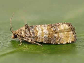 Piniphila bifasciana Hw. adulte - Lionel Taurand