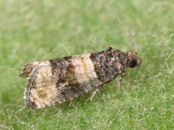 Piniphila bifasciana Hw. adulte - Philippe Mothiron