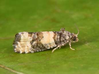 Piniphila bifasciana Hw. adulte - ©Philippe Mothiron