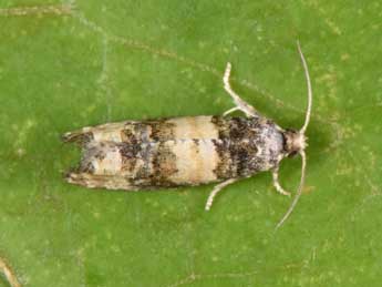 Piniphila bifasciana Hw. adulte - Philippe Mothiron