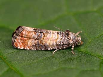 Piniphila bifasciana Hw. adulte - Lionel Taurand