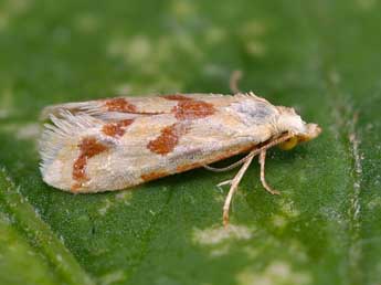 Aethes bilbaensis Rssl. adulte - ©Lionel Taurand