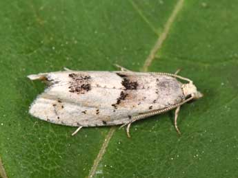 Epinotia bilunana Hw. adulte - Philippe Mothiron