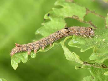  Chenille de Meganephria bimaculosa L. - Philippe Mothiron