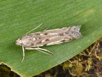 Phycitodes binaevella Hb. adulte - ©Philippe Mothiron