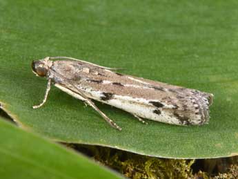 Phycitodes binaevella Hb. adulte - ©Philippe Mothiron