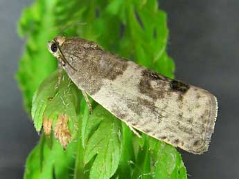 Pseudosciaphila branderiana L. adulte - Friedmar Graf