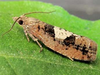 Epinotia brunnichana L. adulte - Friedmar Graf