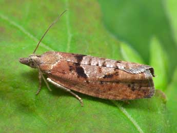 Epinotia brunnichana L. adulte - ©Patrick Clement