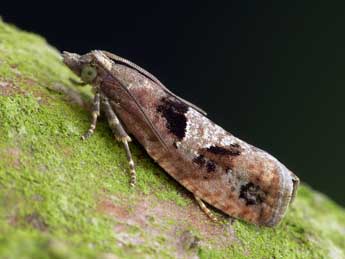 Epinotia brunnichana L. adulte - ©Patrick Clement