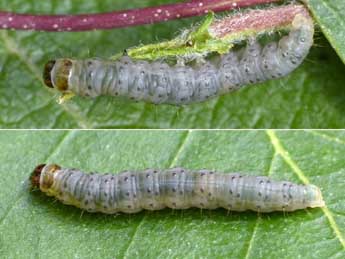  Chenille de Epinotia brunnichana L. - ©Patrick Clement