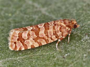 Lozotaeniodes brusseauxi Gib. adulte - ©Lionel Taurand