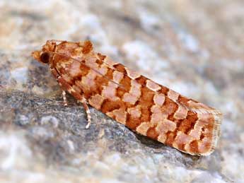 Lozotaeniodes brusseauxi Gib. adulte - ©Lionel Taurand