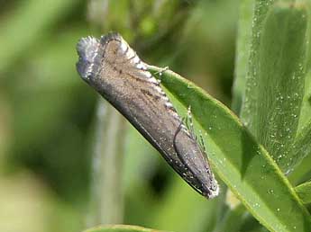 Grapholita caecana Schlger adulte - ©Jean-Pierre Lamoline