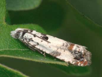 Eucosma campoliliana D. & S. adulte - Patrick Clement