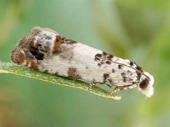 Eucosma campoliliana D. & S. adulte - ©Friedmar Graf