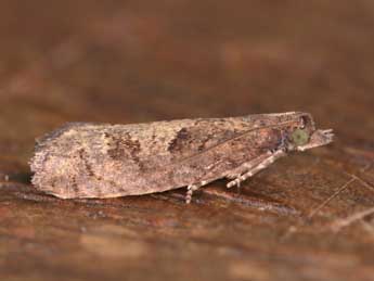 Epinotia caprana F. adulte - Vincent Willefert