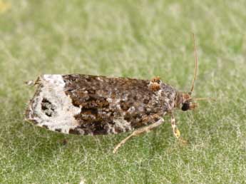 Apotomis capreana Hb. adulte - ©Philippe Mothiron